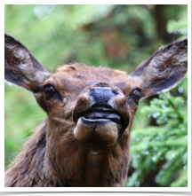 Elk - Perturbed Elk - Perturbed